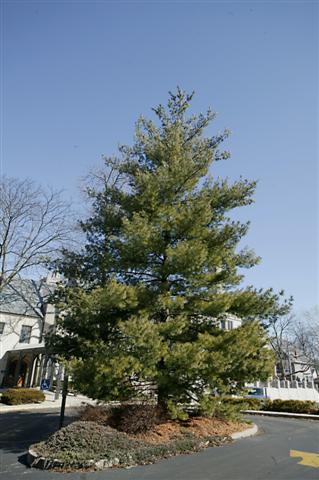 Picture of Pinus strobus  Eastern White Pine